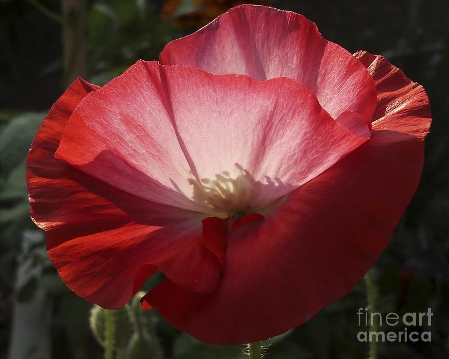 Sunlit Red Poppy Photograph by MM Anderson