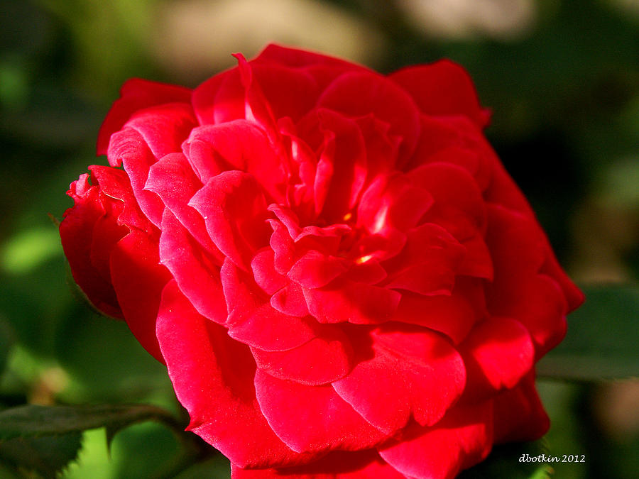 Sunlit Rose Photograph by Dick Botkin