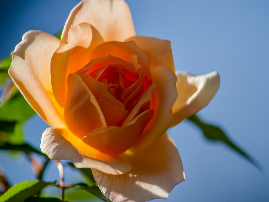Rose Photograph - Sunlit Rose by Renee Barnes