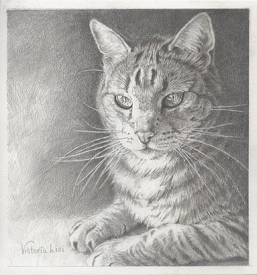 Black And White Drawing - Sunlit Tabby Cat by Victoria Lisi