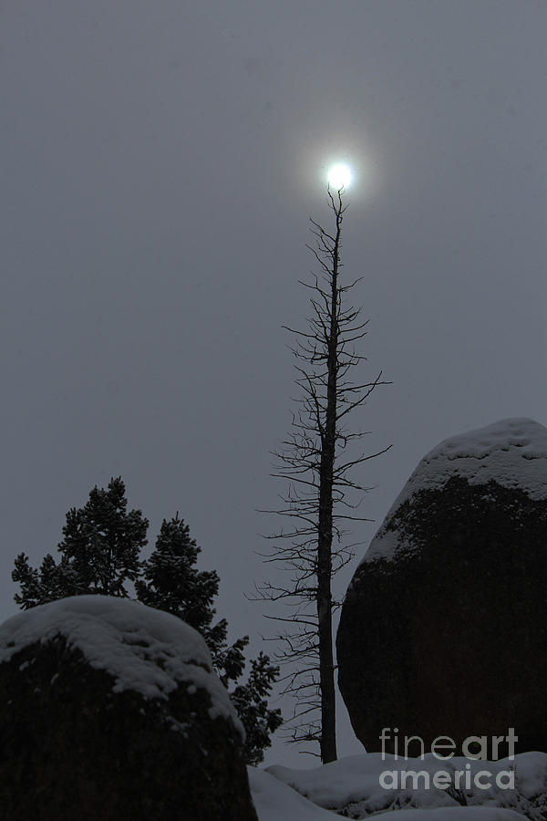 Sunlit Tree Photograph by Steven Parker