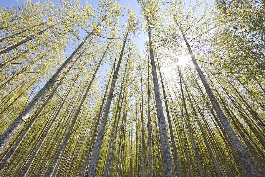 Sunlit Trees Photograph by Matt McDonald