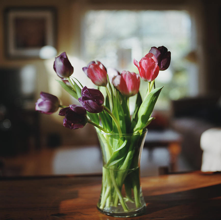 Sunlit Tulips In Vase Photograph by Danielle D. Hughson