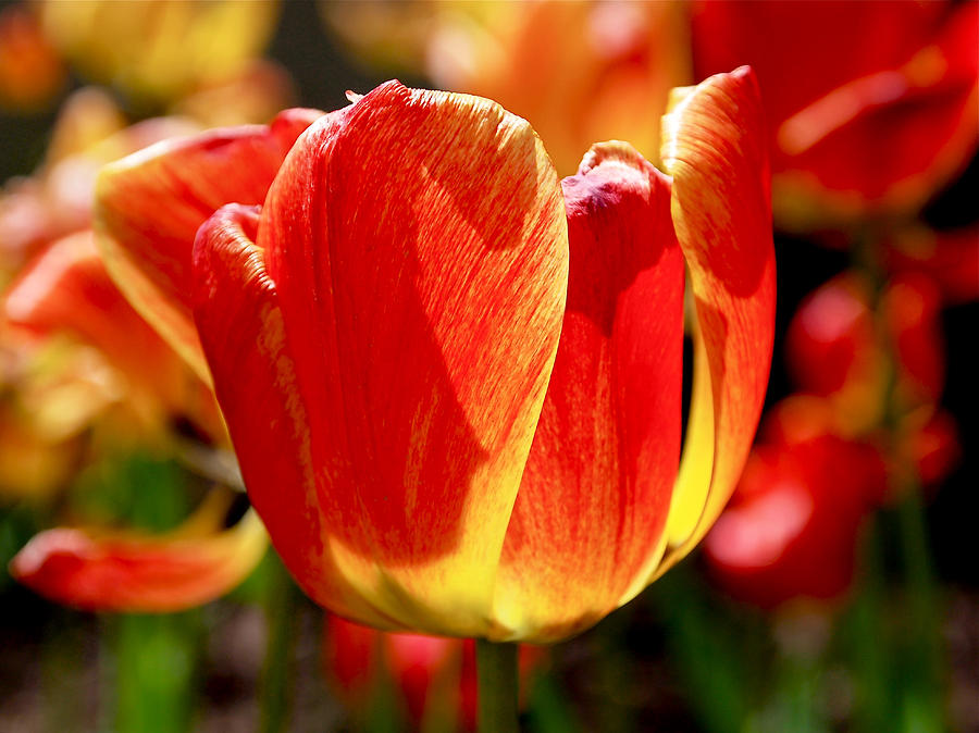 Sunlit Tulips Photograph by Rona Black