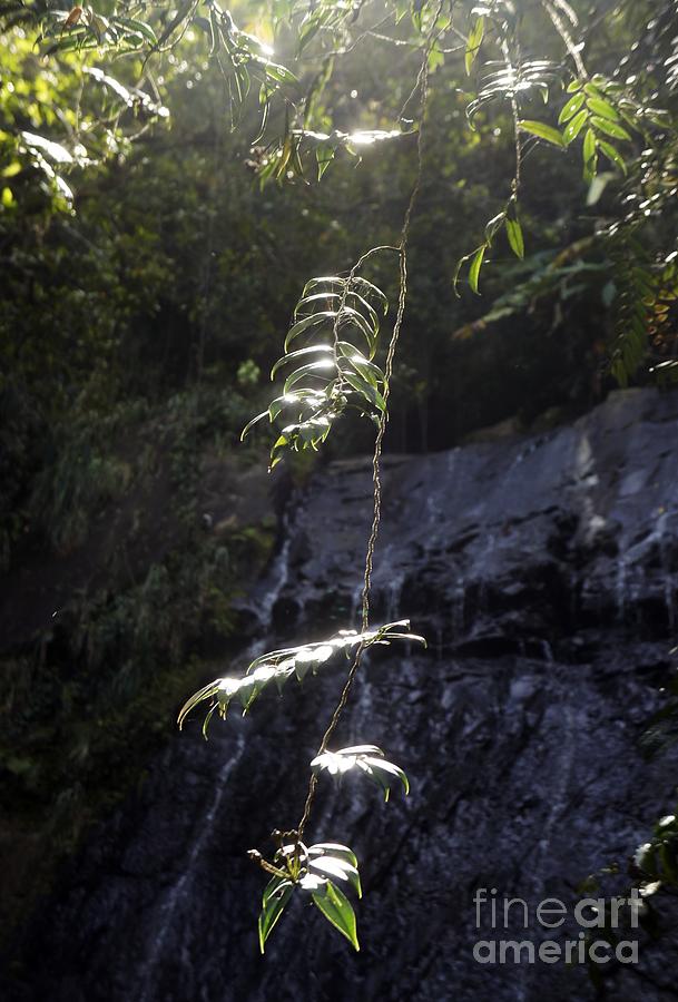 Sunlit Vine and Waterfall Photograph by Lilliana Mendez