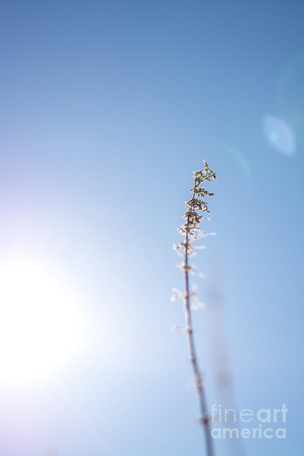 Sunlit Weed Photograph by Cheryl Baxter