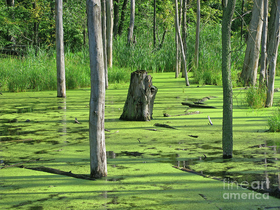Tree Photograph - Sunlit Wetland by Ann Horn