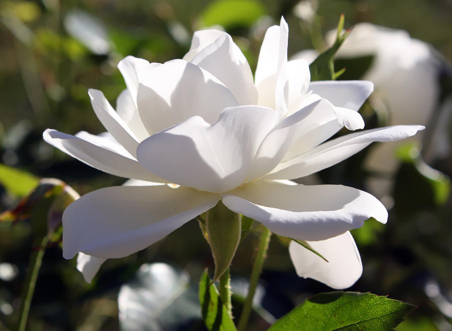 Sunlit White Rose Photograph by Ellen Tully