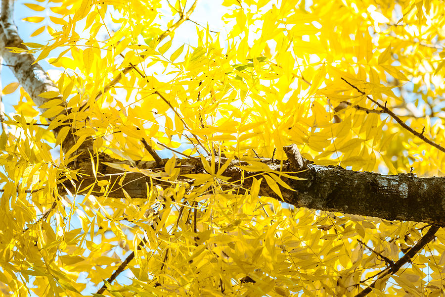 Sunlit Yellow Autumn Photograph by Melinda Ledsome