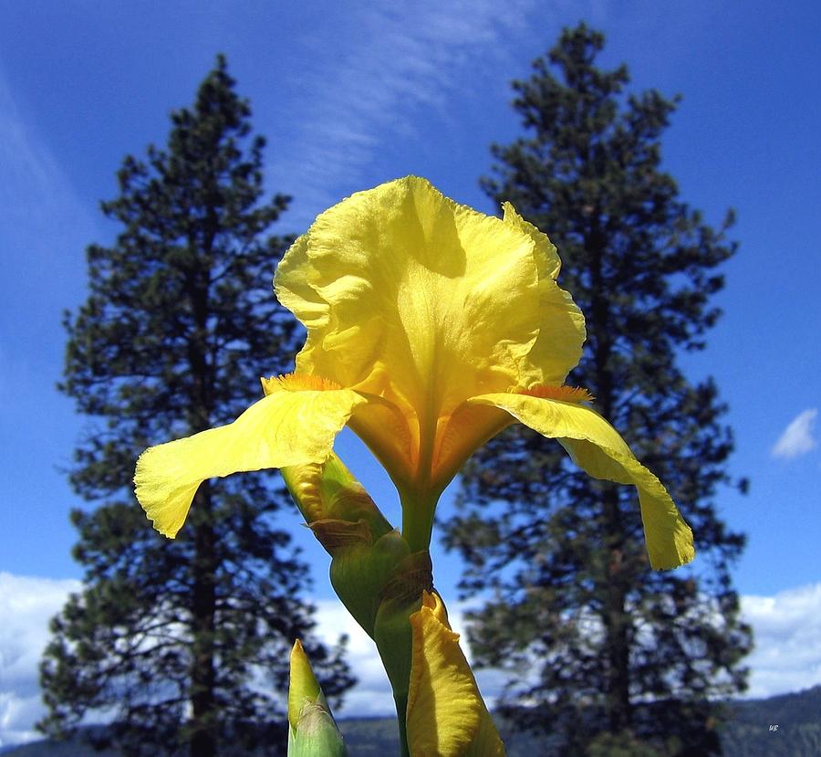 Sunlit Yellow Iris Photograph by Will Borden