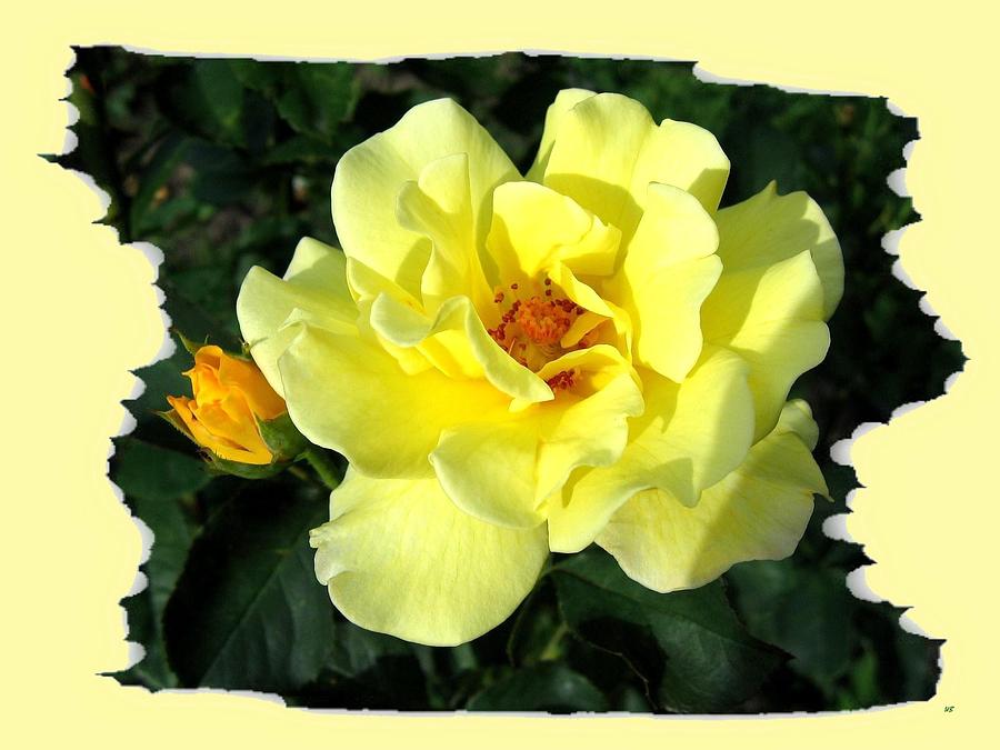 Nature Photograph - Sunlit Yellow Rose by Will Borden