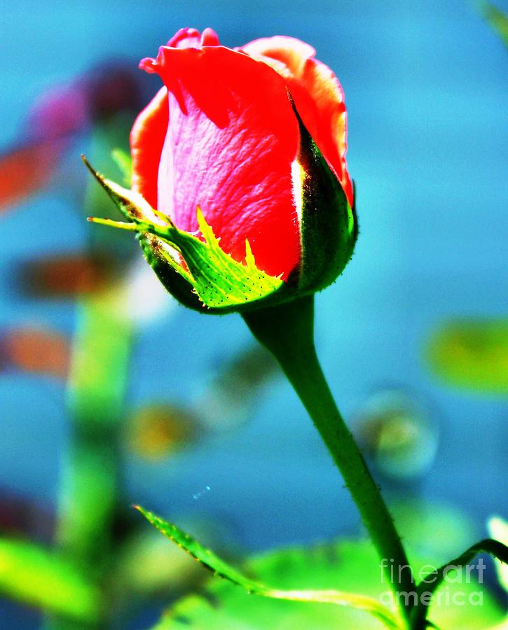 Sunlite Rose Bud Photograph by Judy Palkimas