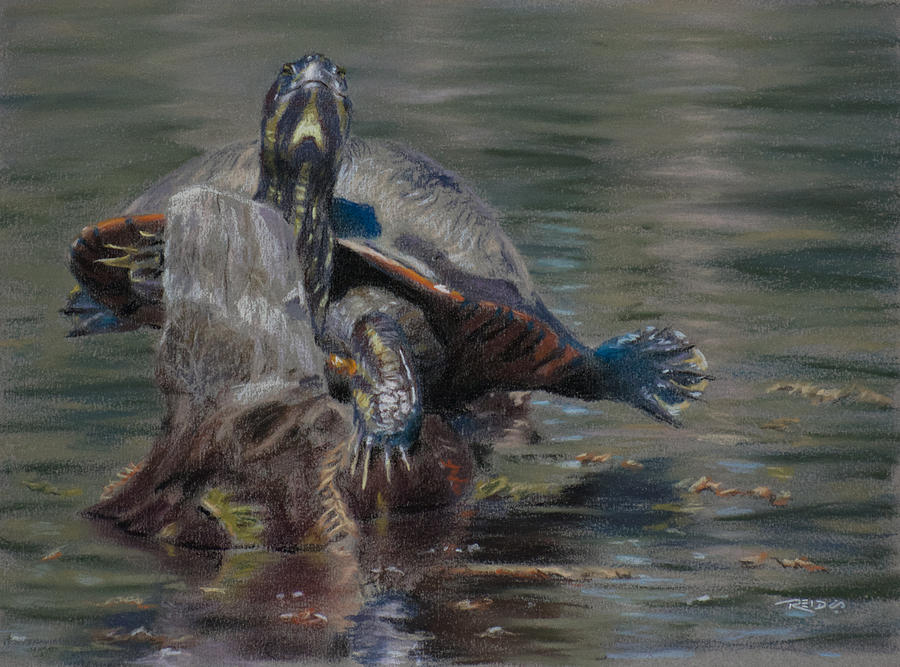 Animal Painting - Sunnin Turtle by Christopher Reid