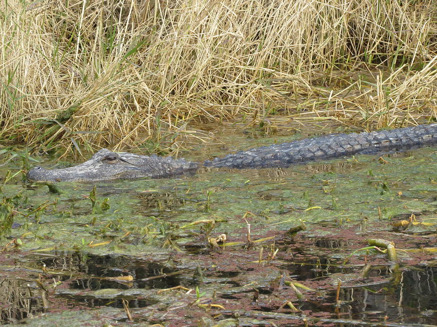 Sunning Alligator Photograph by Ellen Meakin