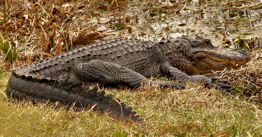 Sunning Alligator. Wetlands Park. Photograph by Chris  Kusik