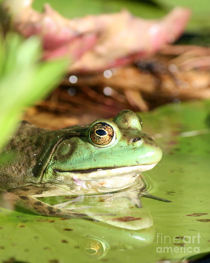 Nature Photograph - Sunning American Green Frog at Roseland Lake  by Neal Eslinger