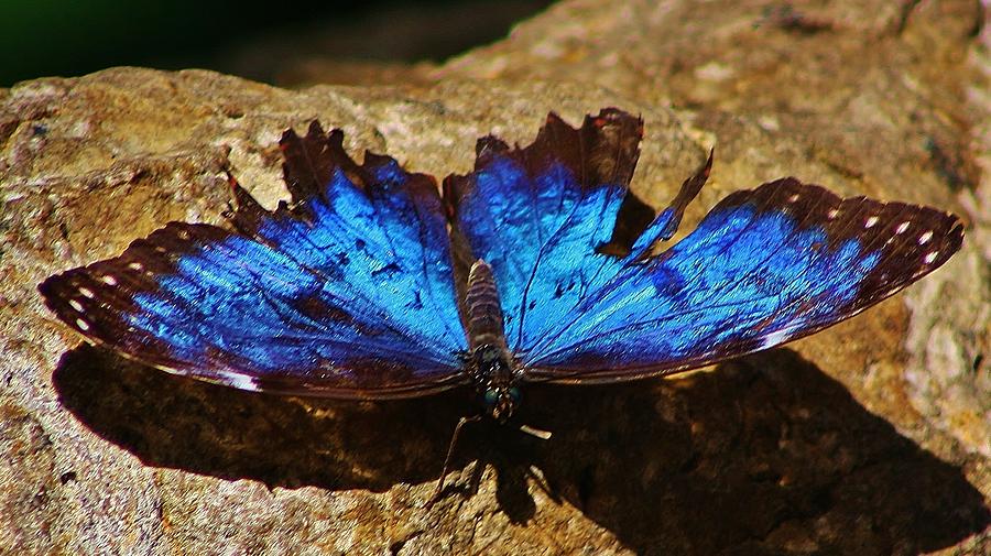 Sunning Blue Butterfly Photograph by Bruce Bley