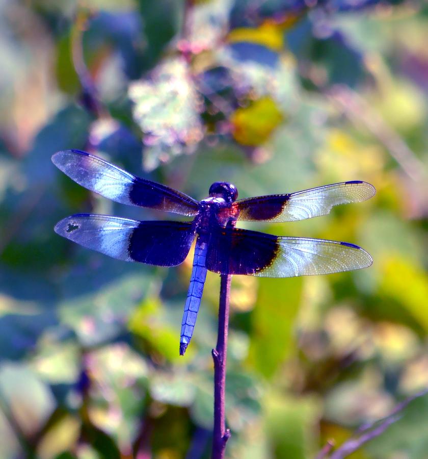 Sunning Dragonfly Photograph by Deena Stoddard