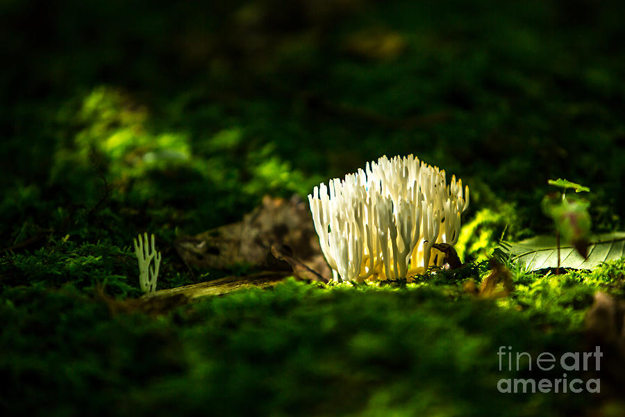 Sunning Fungi Photograph by Brad Marzolf Photography