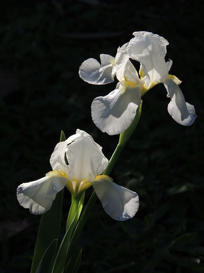 Iris Photograph - Sunning ourselves by Denise Clark