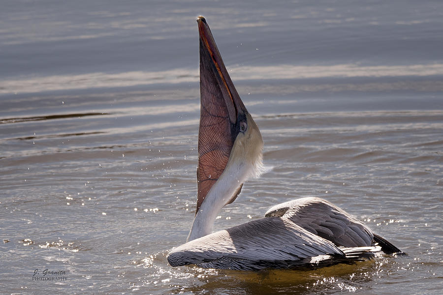 Sunning Pelican Photograph by Joe Granita