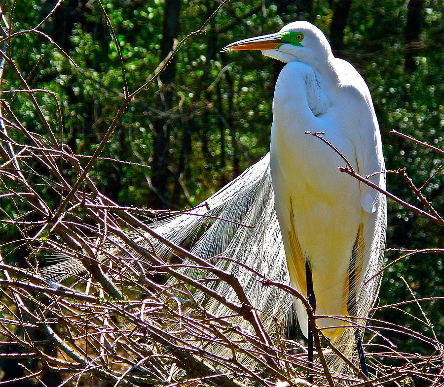 Sunning by Phyllis Dunn Sunning by Phyllis Dunn
