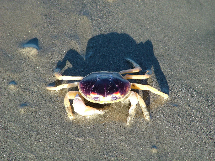 Sunning Sand Crab Photograph by Joseph Hendrix