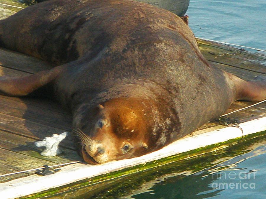 Sunning Sea Lion Photograph by Liz Snyder