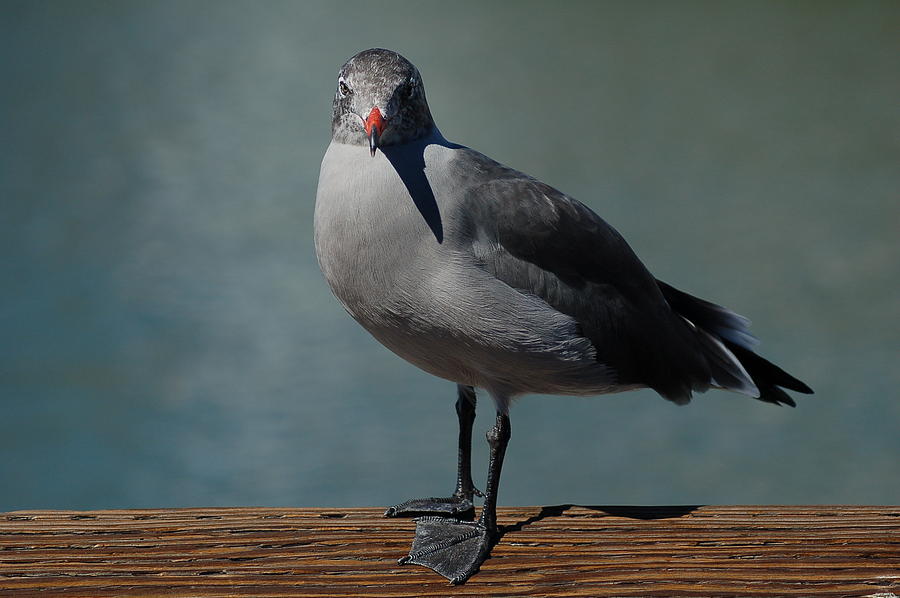 Seagull Photograph - Sunning Seagull by Adam  Rasnick