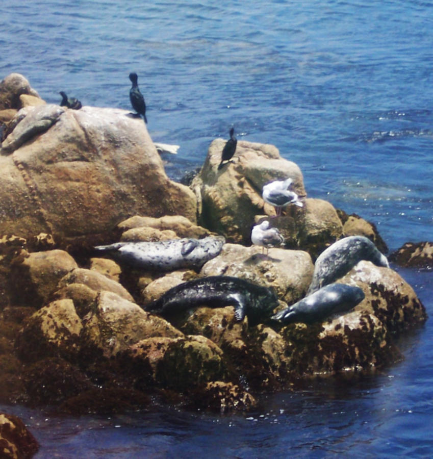 Bird Photograph - Sunning Seals by Pharris Art