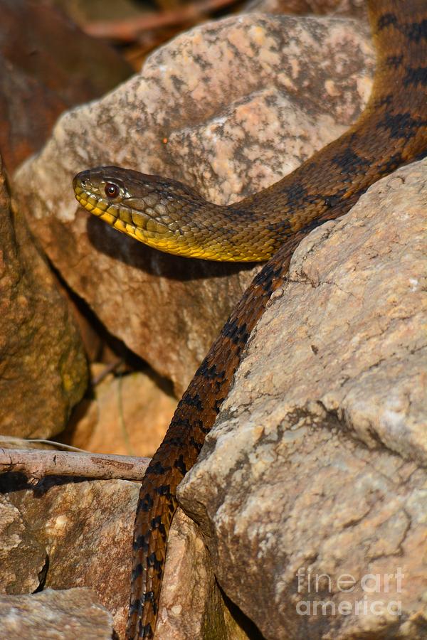 Snake Photograph - Sunning Snake by Deanna Cagle
