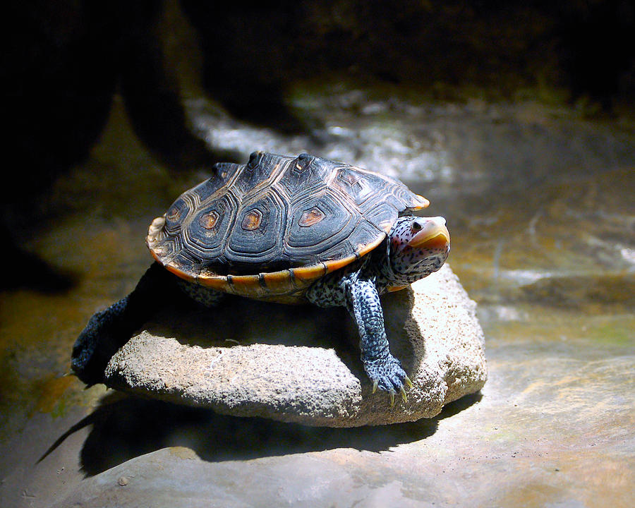 Sunning Terrapin Photograph by Donna Proctor