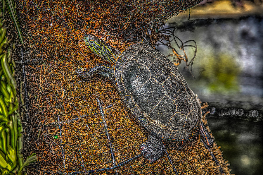 Sunning Turtle Photograph by Ray Congrove
