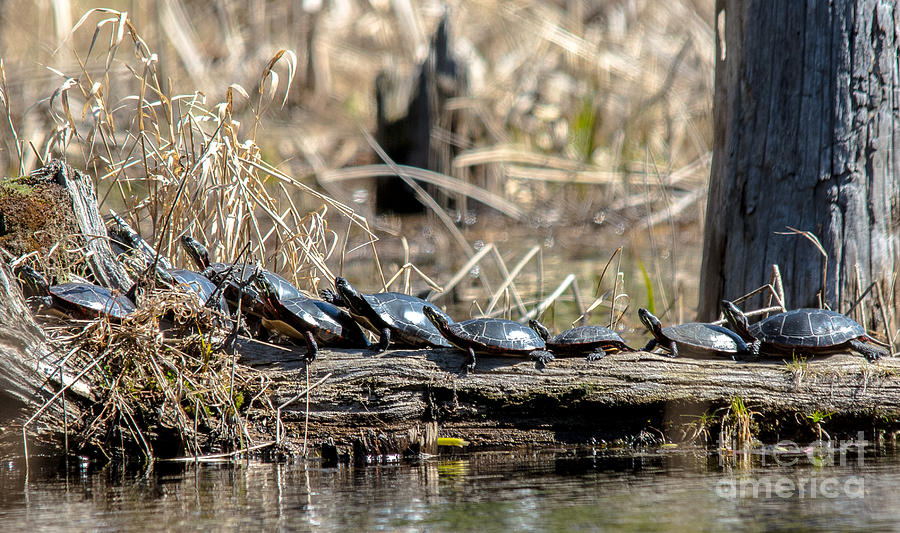 Sunning Turtles Photograph by Cheryl Baxter