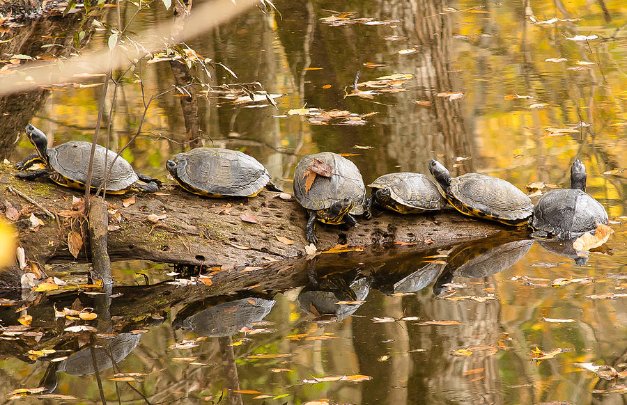 Sunning Turtles Photograph by Mark Little