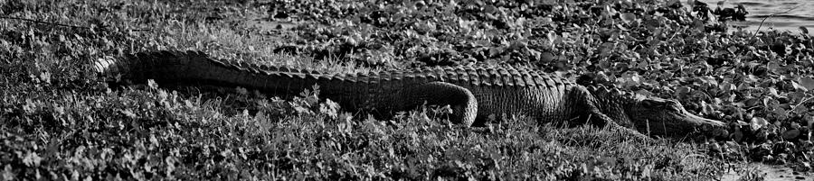 Alligator Photograph - Sunny Alligator Black and White by Joshua House