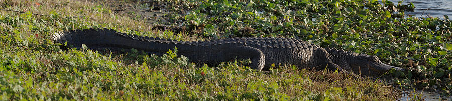 Alligator Photograph - Sunny Alligator by Joshua House