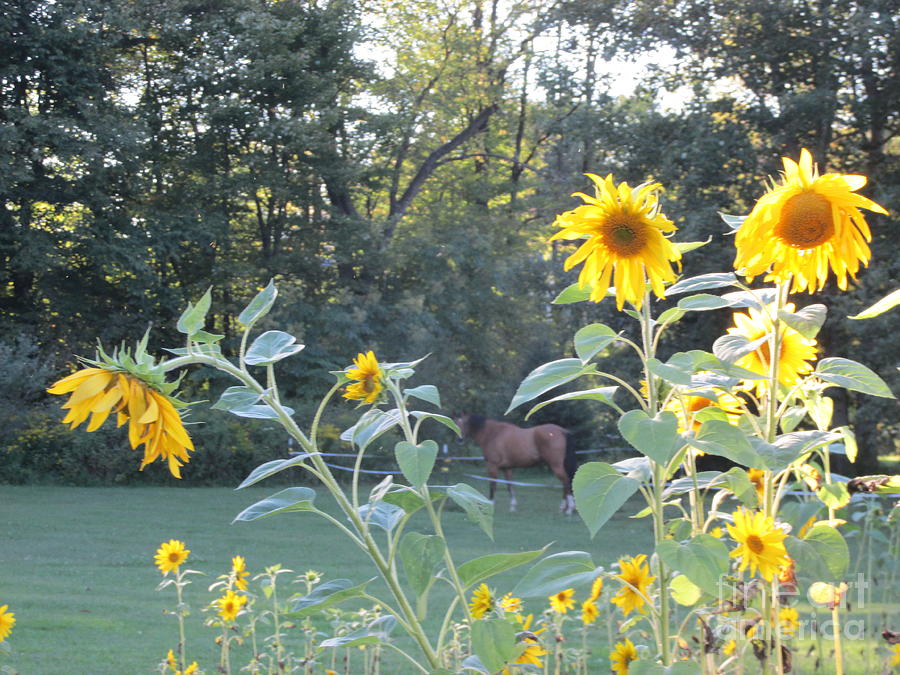Sunny and the Sunflowers Photograph by Jeffrey Koss