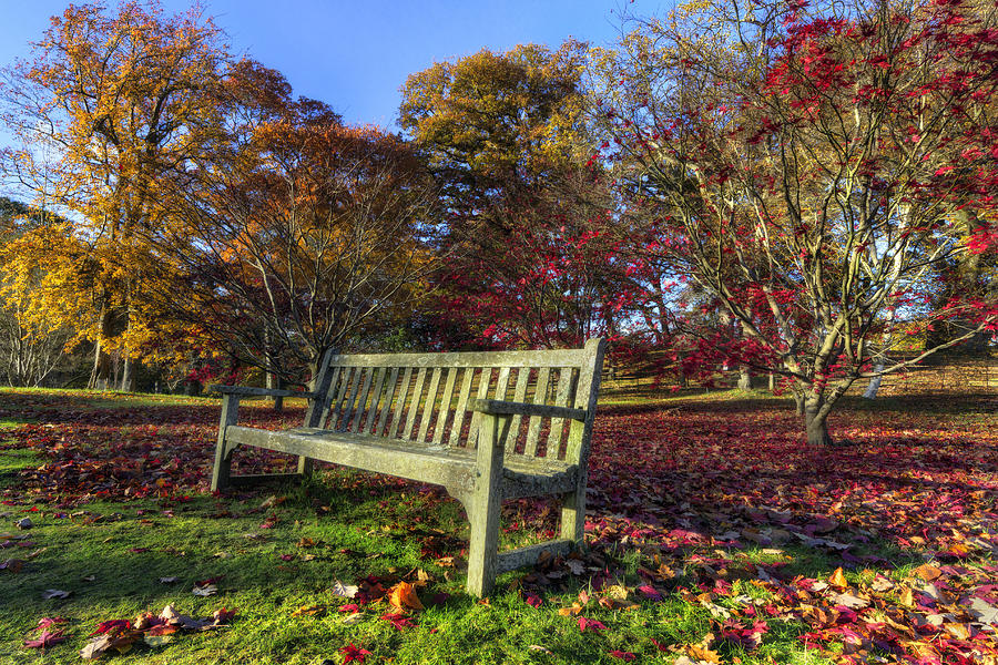 Sunny Autumn Bench v2 Photograph by Ian Mitchell