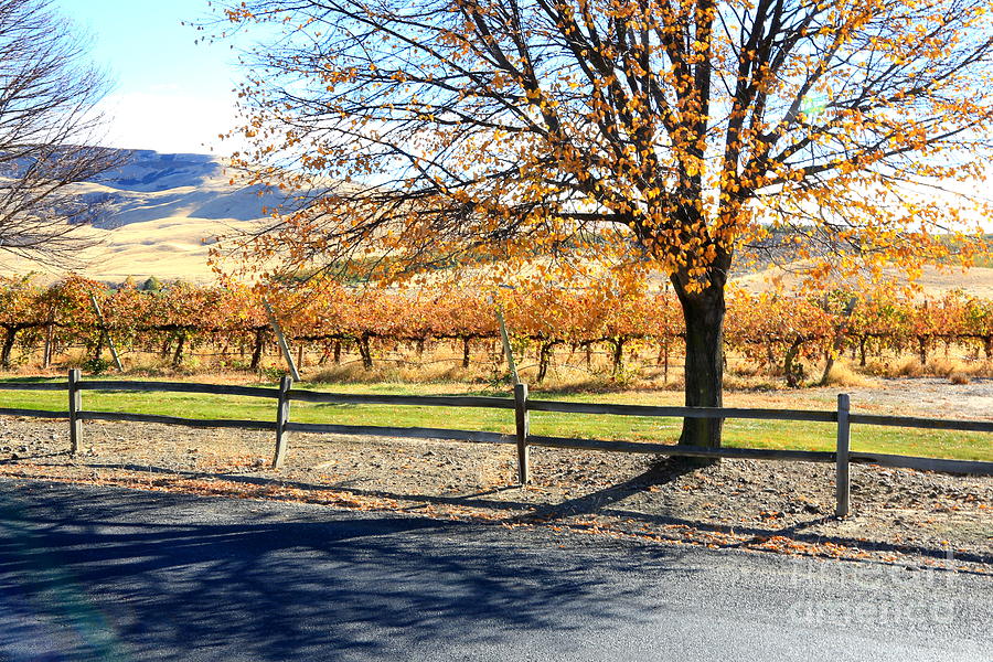 Wine Photograph - Sunny Autumn Day by Carol Groenen