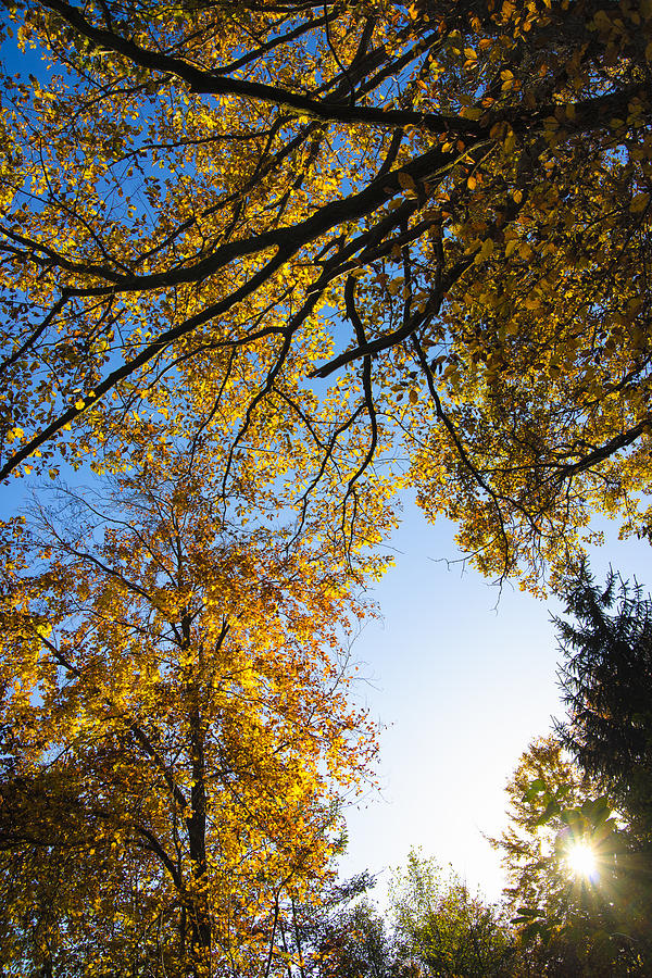 Sunny autumn day with golden and orange leaves Photograph by Matthias Hauser