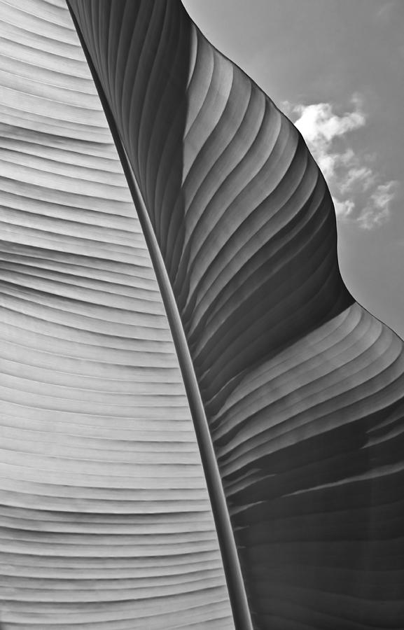 Sunny Banana Leaf In Black And White Photograph by Eva Kondzialkiewicz