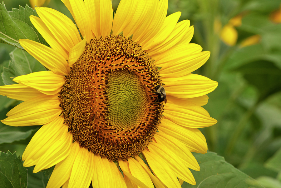 Sunny Bee Photograph