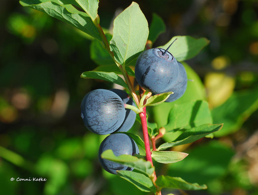 Sunny Berries Photograph By On Da Way North Gallery 