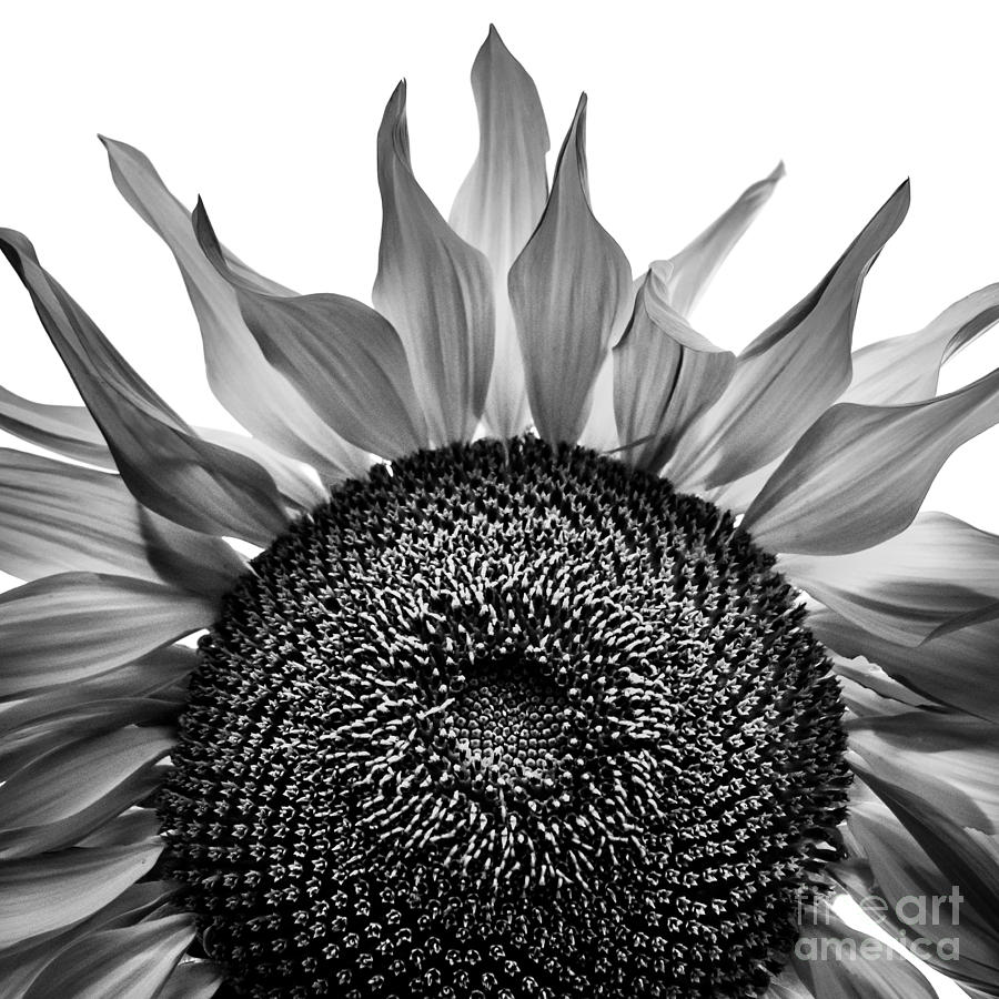 Sunny Blue In Black And White Photograph by Michael Arend