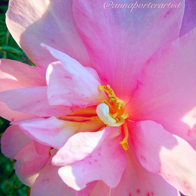Garden Photograph - Sunny Camellia by Anna Porter