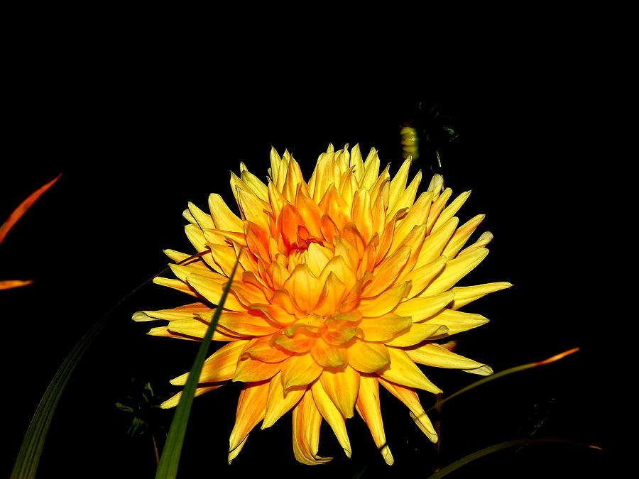 Sunny Chrysanthemum Photograph by Tamara Van Scoyk - Fine Art America