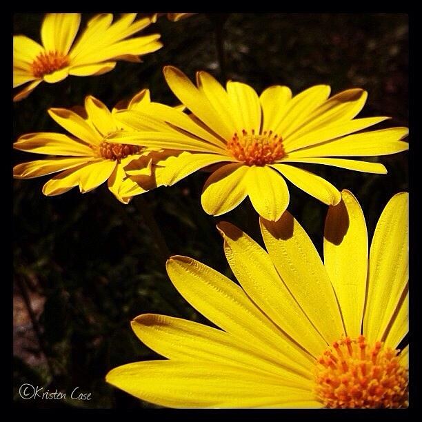 Flower Photograph - Sunny Chrysanthemums  by Kristen Case