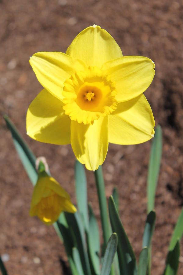 Sunny Daffodil Photograph by Nicole Newton - Fine Art America