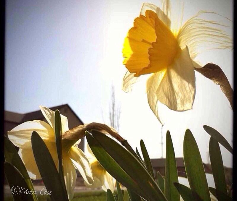 Nature Photograph - Sunny Daffodils  by Kristen Case